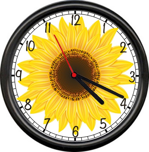 Beautiful yellow sunflower sun - beautiful,